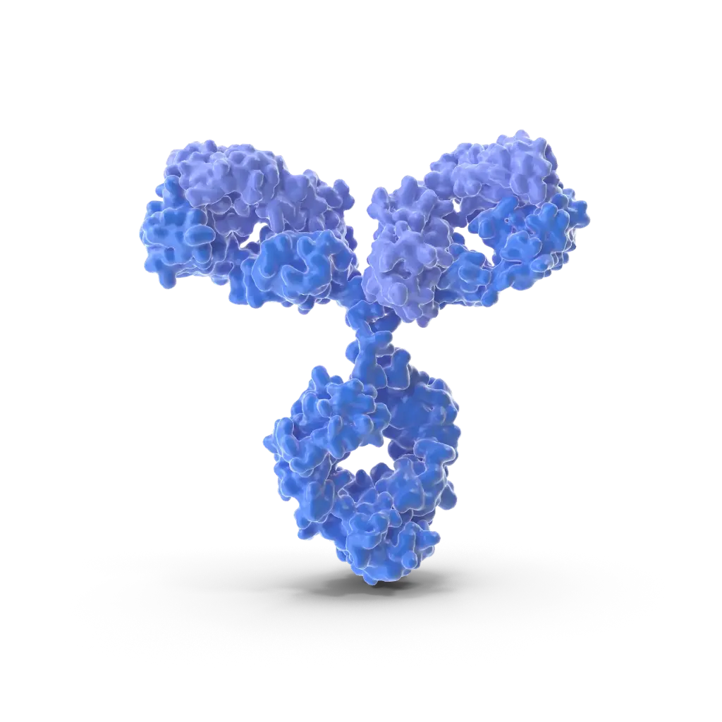 Phospho- DYN1 (Ser778)  Antibody - 100µg