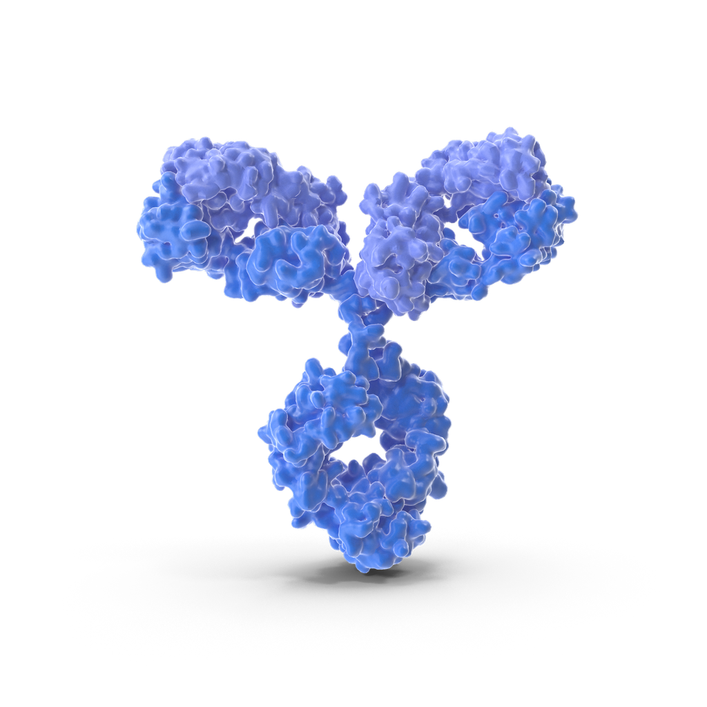 Phospho- Gab2 (Tyr452)  Antibody - 100µg