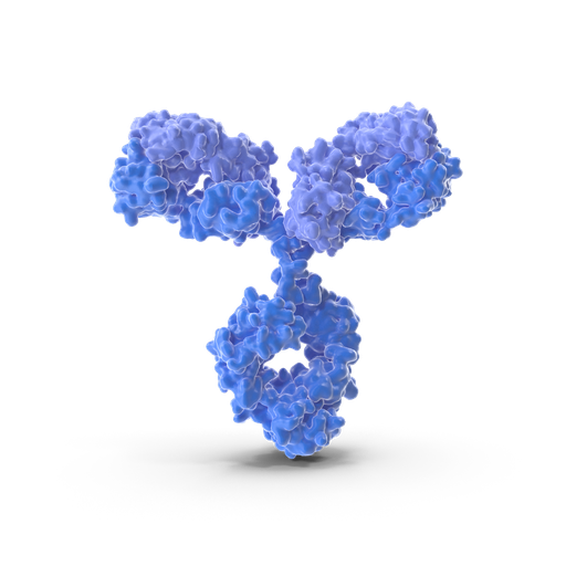 [ABF0054] Phospho- Paxillin (Ser178)  Antibody - 100µg