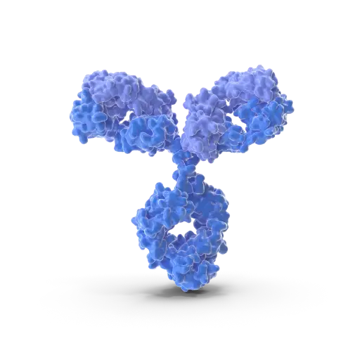 [ABF0028] Phospho- EPHA2/3 (Tyr588/596)  Antibody - 100µg
