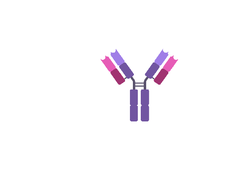 [ABF8026] HSL  (Phospho- Ser660)  Antibody - 100µg